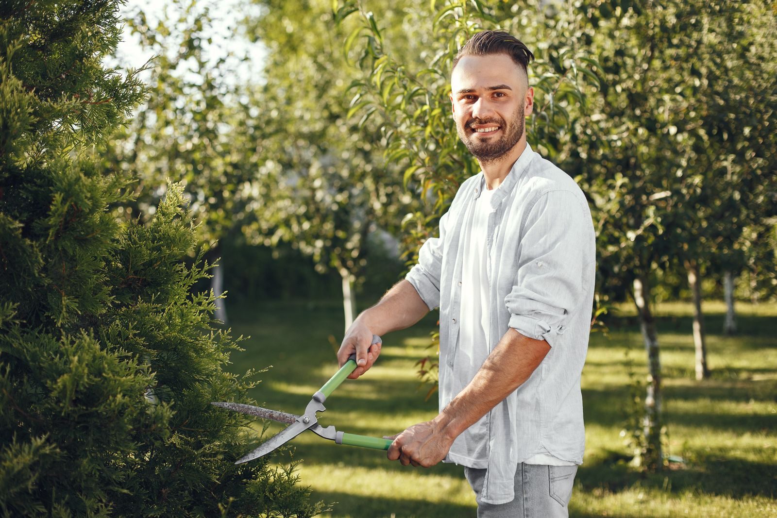 Pruning an overgrown conifer during crown work in a garden
