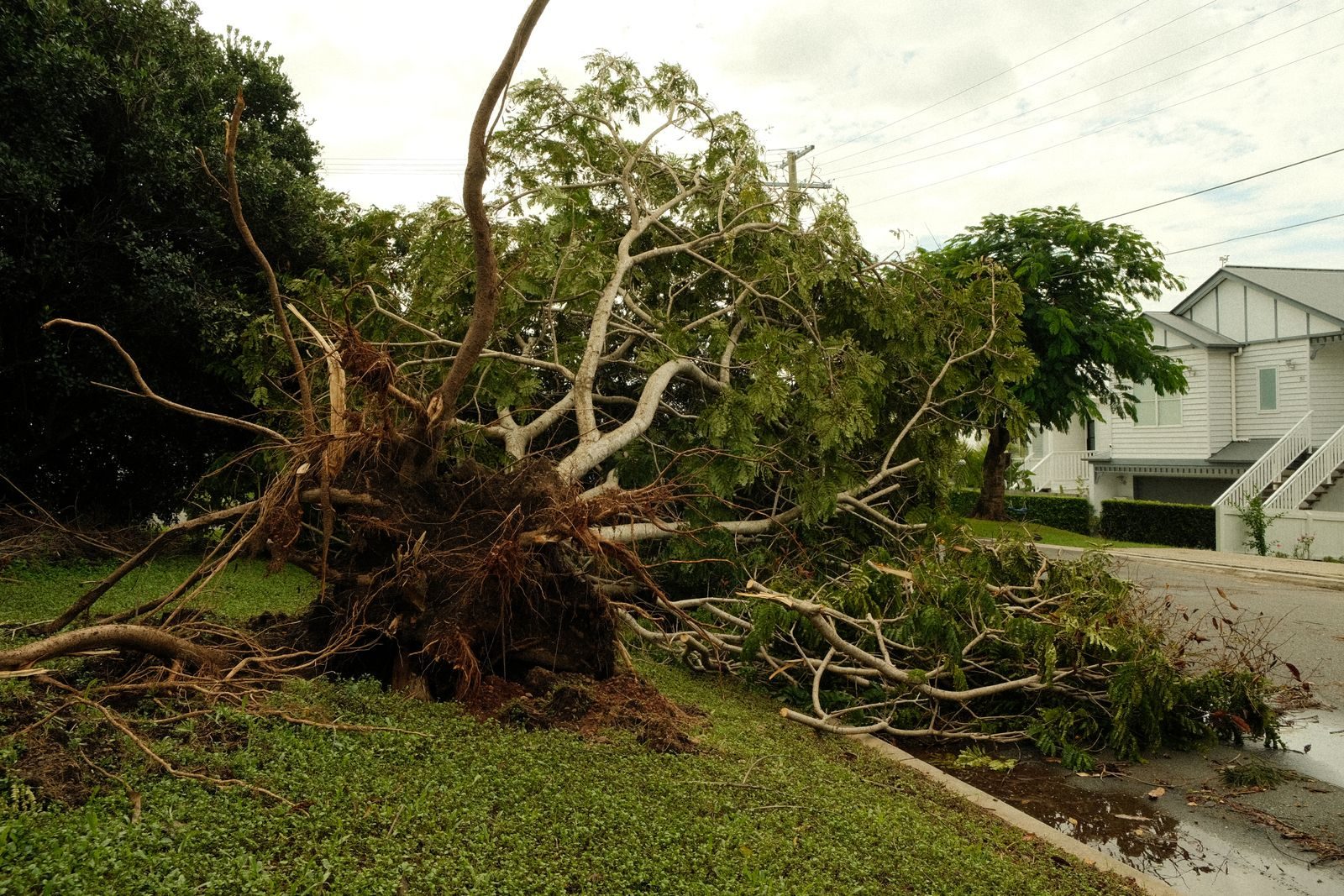 Uprooted tree across a suburban street after storm damage