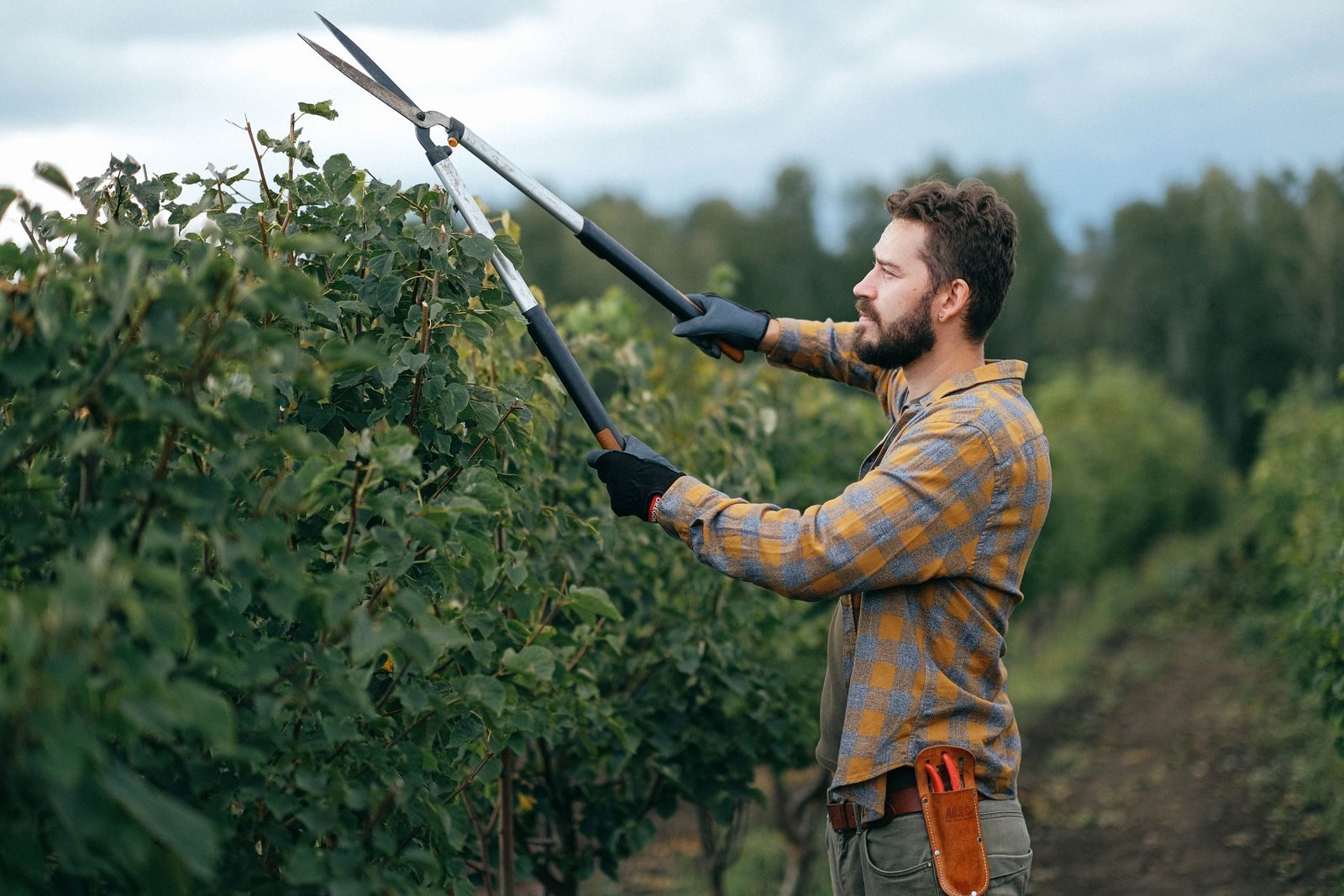 Trimming a garden hedge with long shears