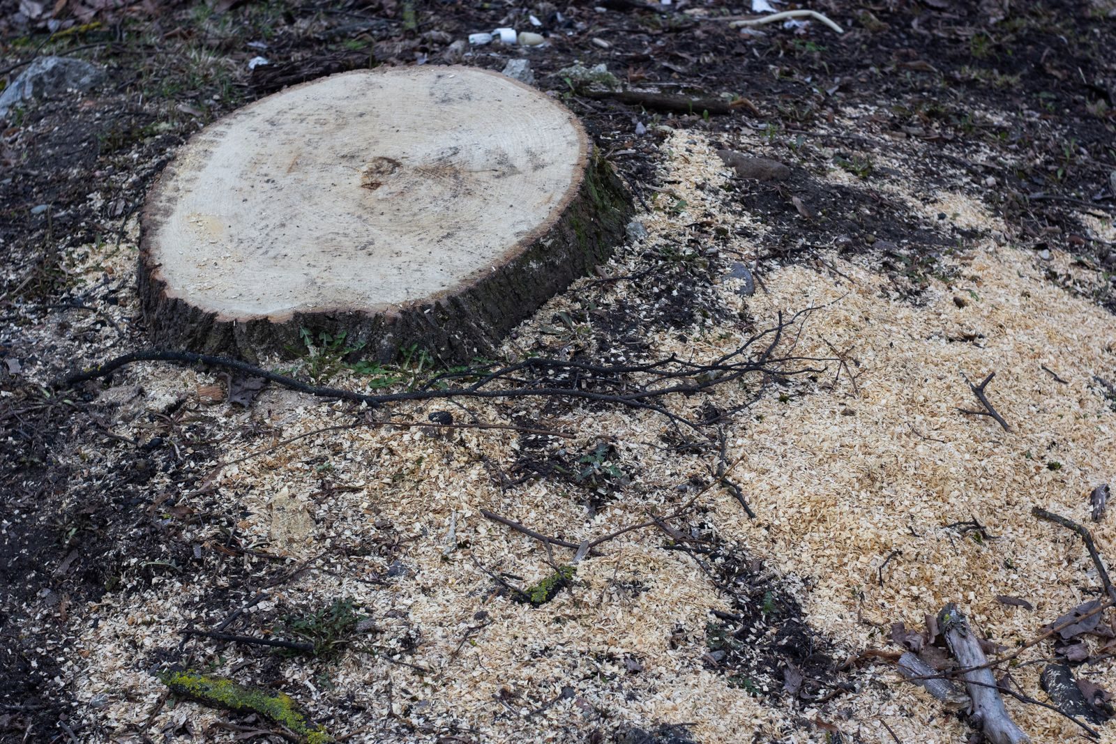Freshly cut tree stump ready for grinding